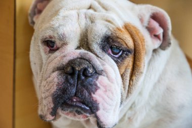 Tayland 'da İngiliz Bulldog arıyor