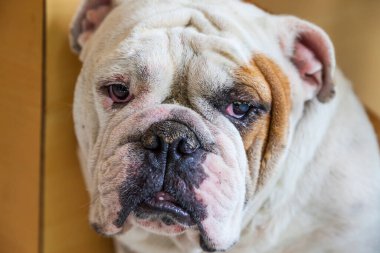 Tayland 'da İngiliz Bulldog arıyor