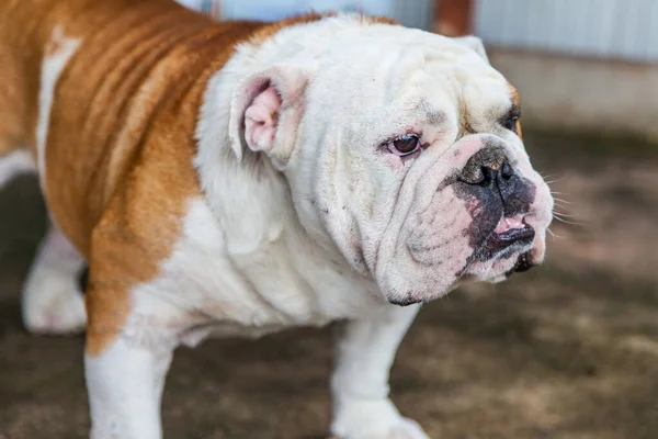 Bulldog Inglês Olhando Tailândia — Fotografia de Stock