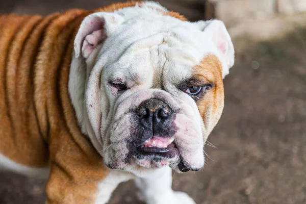 Bulldog Inglês Olhando Tailândia — Fotografia de Stock