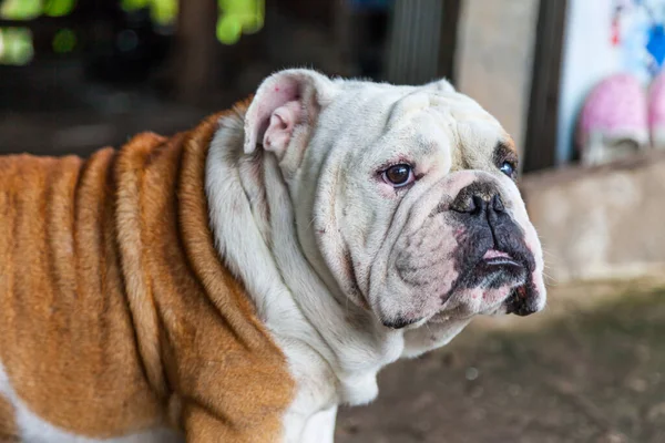 Bulldog Inglês Olhando Tailândia — Fotografia de Stock