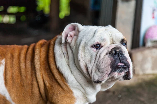 Bulldog Inglês Olhando Tailândia — Fotografia de Stock