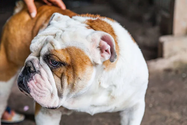 Bulldog Inglês Olhando Tailândia — Fotografia de Stock