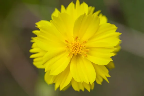 Yellow Dahlia Flower Yellow Center — Stock Photo, Image