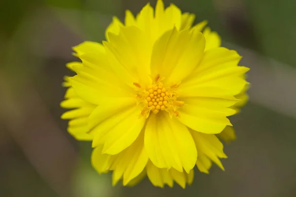 Flor Dalia Amarilla Con Centro Amarillo —  Fotos de Stock