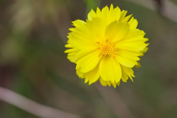 Flor Dalia Amarilla Con Centro Amarillo —  Fotos de Stock