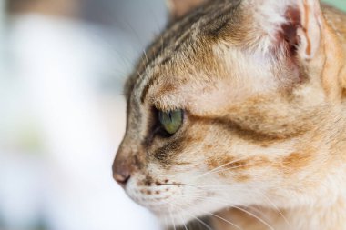 Açık kahverengi ve kremalı Bengal kedisi yalvarıyor