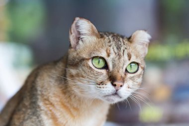 Açık kahverengi ve kremalı Bengal kedisi yalvarıyor