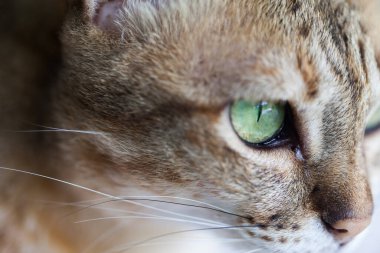 Açık kahverengi ve kremalı Bengal kedisi yalvarıyor