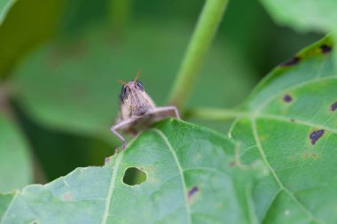 Çekirge doğada, makro
