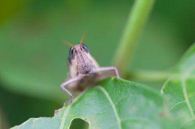 Çekirge doğada, makro