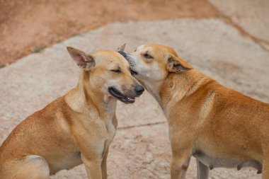 Köpek, Tayland 'da pire ve kene kontrolü yapıyor.