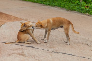 Köpek, Tayland 'da pire ve kene kontrolü yapıyor.
