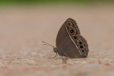 Güzel Kelebek, Ortak Akşam Kelebeği