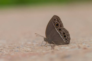 Güzel Kelebek, Ortak Akşam Kelebeği