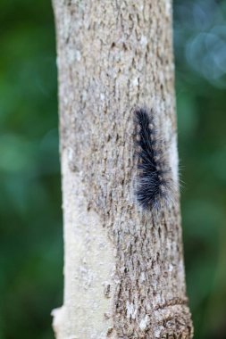 Yünlü Ayı Tırtıl, Doğa