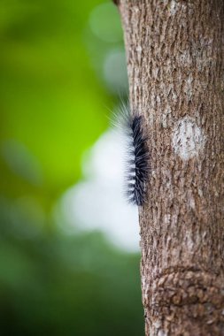 Yünlü Ayı Tırtıl, Doğa