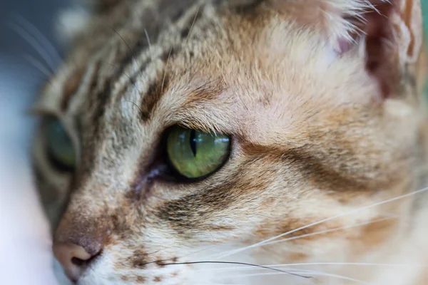 Açık kahverengi ve kremalı Bengal kedisi yalvarıyor