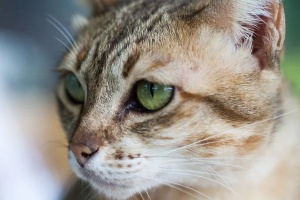 Бенгальская Кошка Светло Коричневом Кремовом Взгляде Мольбой — стоковое фото