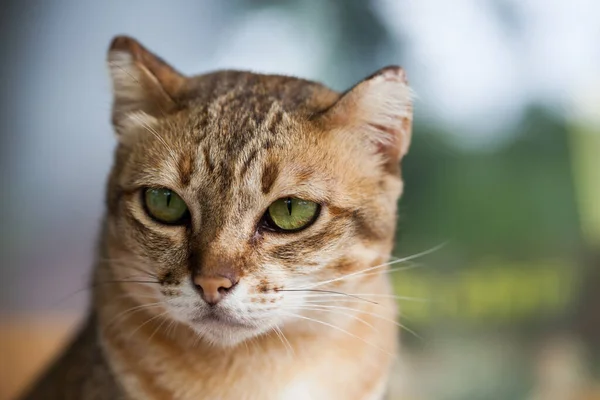 Gato Bengala Marrón Claro Crema Que Mira Con Súplica — Foto de Stock
