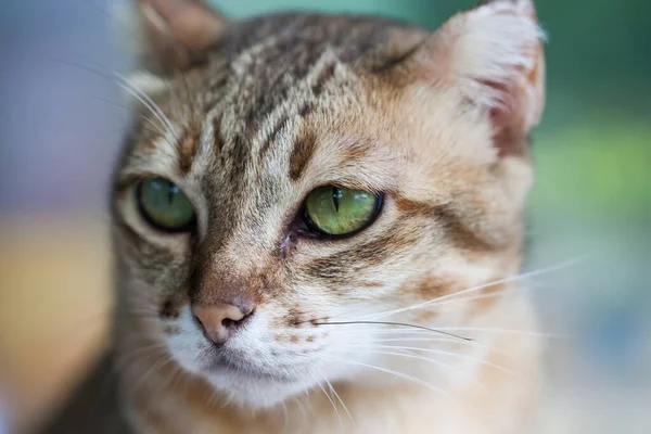 Gato Bengala Marrón Claro Crema Que Mira Con Súplica —  Fotos de Stock