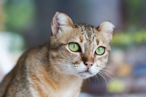 Bengal cat in light brown and cream looking with pleading