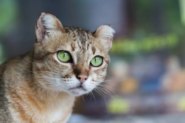 Бенгальская Кошка Светло Коричневом Кремовом Взгляде Мольбой — стоковое фото