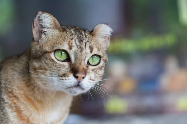 Bengal Kot Kolorze Jasnobrązowym Krem Patrząc Błagania — Zdjęcie stockowe