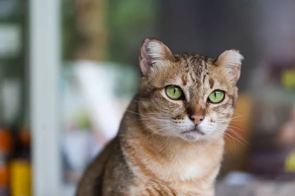 浅褐色和奶油色的孟加拉猫 带着恳求的表情 — 图库照片