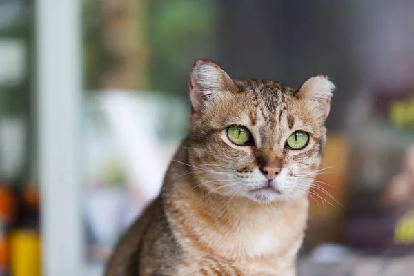 Bengal Kot Kolorze Jasnobrązowym Krem Patrząc Błagania — Zdjęcie stockowe
