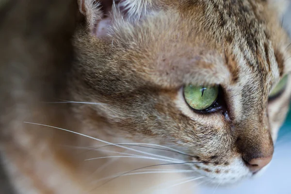 Bengal cat in light brown and cream looking with pleading