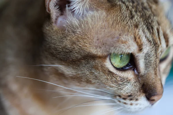 ベンガルの猫でライトブラウンとクリームを見ながら嘆願 — ストック写真