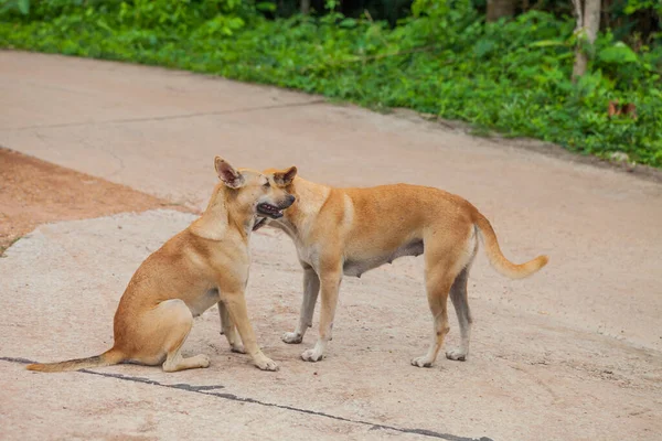 Собака Проверяет Блох Клещей Таиланд — стоковое фото