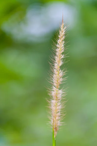 Peří Tráva Nebo Jehla Tráva Příroda Pozadí — Stock fotografie