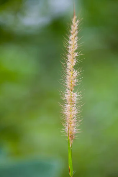 Feder Gras Natur Hintergrund — Stockfoto