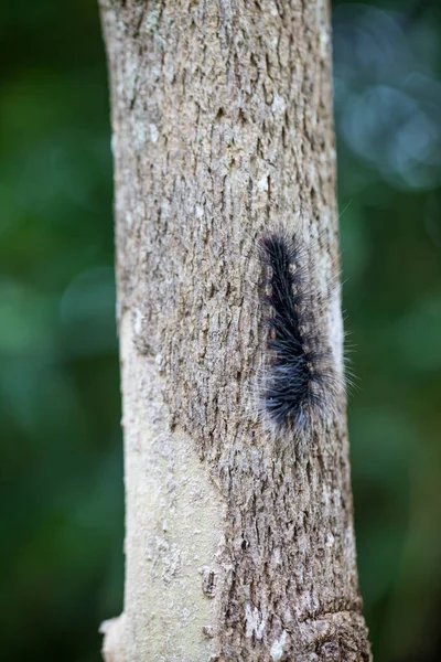 Wollbär Raupe Natur — Stockfoto