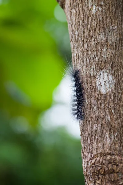 Ours Laineux Chenille Nature — Photo