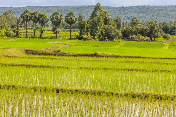 Nasi Muda Siap Untuk Ditanam Sawah Thailand — Stok Foto