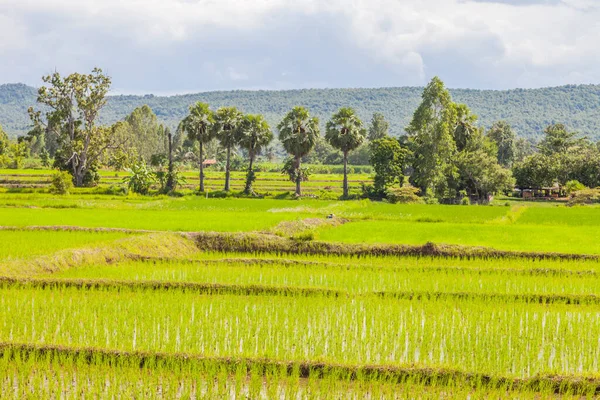 Nasi Muda Siap Untuk Ditanam Sawah Thailand — Stok Foto