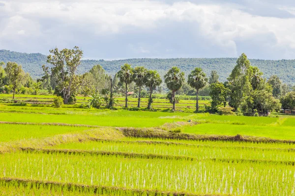 Brote Arroz Joven Listo Para Crecer Campo Arroz Tailandia — Foto de Stock