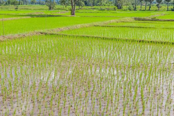 Jonge Rijst Spruit Klaar Groeien Het Rijstveld Thailand — Stockfoto