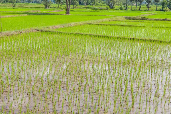 Brote Arroz Joven Listo Para Crecer Campo Arroz Tailandia — Foto de Stock