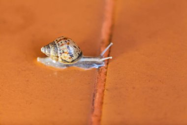 Salyangoz yerde sürünüyor, Tayland
