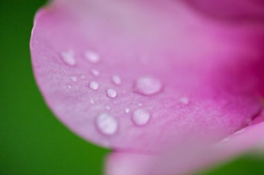 Pembe yapraklara su damlası, sığ alan derinliği.