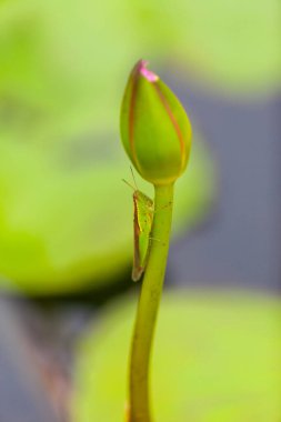 Çekirge, Tayland 'da bir nilüfer çiçeğine tünemiş.