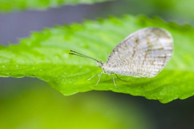 Güzel Beyaz Kelebek Yaprağın üzerine tünemiş, Doğa