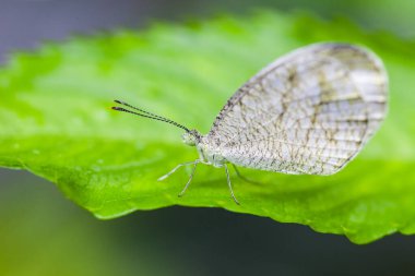 Güzel Beyaz Kelebek Yaprağın üzerine tünemiş, Doğa