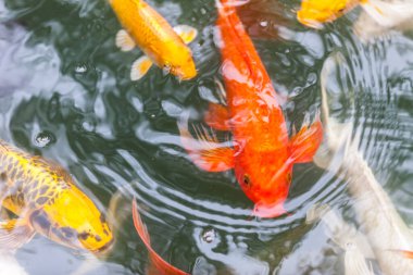 Güzel koi balığı gölette yüzüyor.