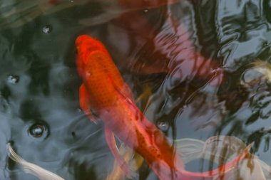 Güzel koi balığı gölette yüzüyor.