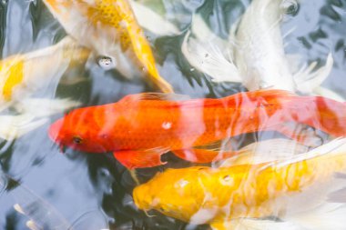 Güzel koi balığı gölette yüzüyor.